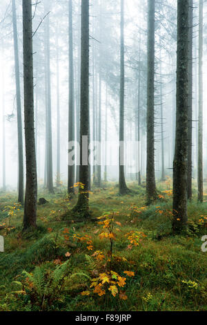 Herbstlichen Wald, Bayern, Deutschland, Europa Stockfoto