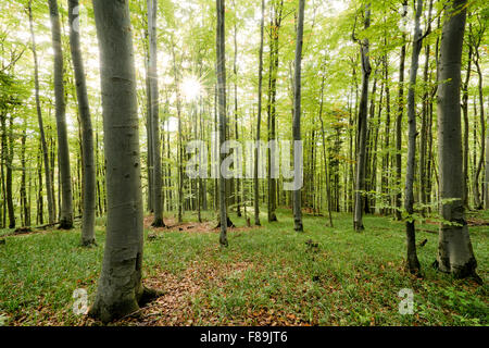 Herbstlichen Wald, Karpaten, Slowakei, Europa Stockfoto