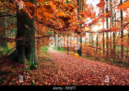 Herbstlichen Wald, Natur Park Augsburg Westliche Wälder, Bayern, Deutschland, Europa Stockfoto