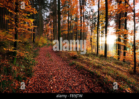 Herbstlichen Wald, Natur Park Augsburg Westliche Wälder, Bayern, Deutschland, Europa Stockfoto