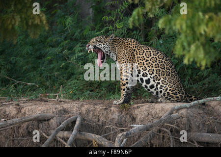 Ein Jaguar Gähnen Stockfoto