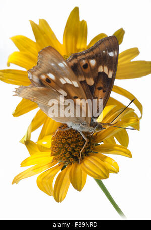 Schmetterling (Apatura Ilia) auf Blumen von einem Sonnenhut (Rudbeckia). Hochformat. weißer Hintergrund, weißen Boden, ausgeschnitten. Stockfoto