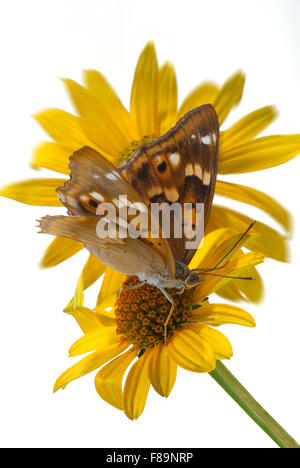 Schmetterling (Apatura Ilia) auf Blumen von einem Sonnenhut (Rudbeckia). Hochformat. weißer Hintergrund, weißen Boden, ausgeschnitten. Stockfoto