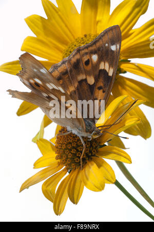 Schmetterling (Apatura Ilia) auf Blumen von einem Sonnenhut (Rudbeckia). Hochformat. weißer Hintergrund, weißen Boden, ausgeschnitten. Stockfoto