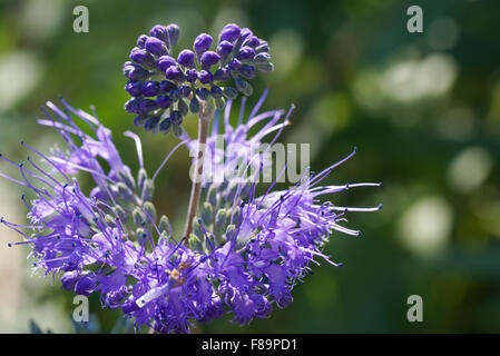 Blauen Bart (Caryopteris) wenig lila Wildblumen Knospen und Blüten. Stockfoto