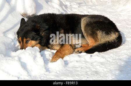 Ein Hund zur Festlegung im Schnee Stockfoto