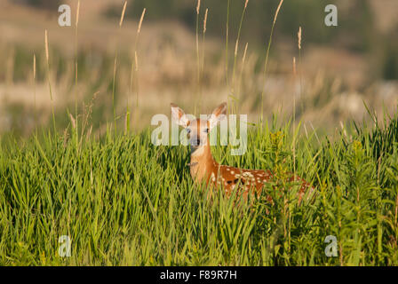 Weiß - angebundene Rotwild Kitz im Marschland Lebensraum, Western Montana Stockfoto