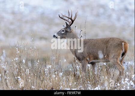 Weiß - angebundene Rotwild Bock in Herbst Brunft, Western uns Stockfoto