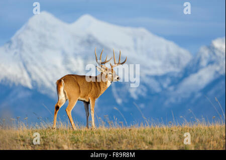 Vor den schneebedeckten Bergen in Nordamerika steht ein Weißschwanzbock (Odocoileus virginianus) Stockfoto