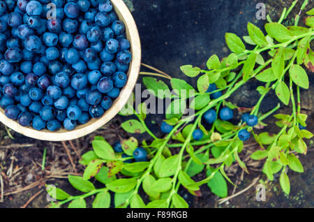 Holzschale gepflückten Heidelbeeren und grünen Zweig der Heidelbeeren auf Naturwald Hintergrund liegend Stockfoto