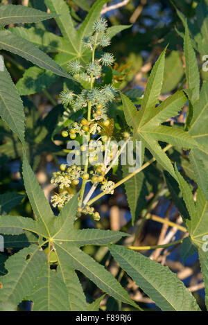 Wunderbaumes - Ricinus communis Stockfoto
