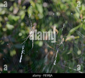 Wespe Spinnen - Argiope Bruenichii zwei Spinnen in parallelen Bahnen Stockfoto
