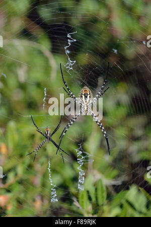 Wespe Spinnen - Argiope Bruenichii & weiblich männlich Spinnen in parallelen Bahnen Stockfoto