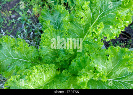 Brassica Juncea "Green Wave" Senf schmeckt wie Wasabi salat Pflanzen in ländlichen Gemüsegarten Carmarthenshire Wales UK KATHY DEWITT Stockfoto