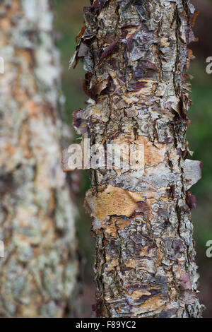 Betula Nigra "Kleiner König". Fluss-Birke Baumrinde im Herbst Stockfoto