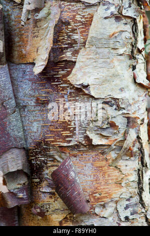 Betula Nigra "Kleiner König". Fluss-Birke Baumrinde im Herbst Stockfoto