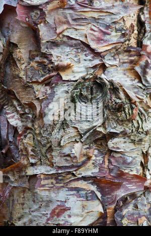 Betula Nigra "Kleiner König". Fluss-Birke Baumrinde im Herbst Stockfoto