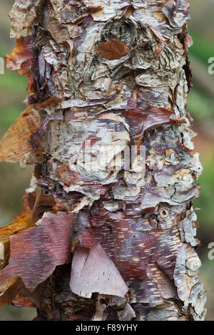 Betula Nigra "Kleiner König". Fluss-Birke Baumrinde im Herbst Stockfoto