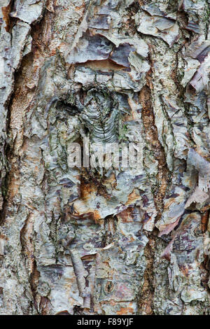 Betula Nigra "Kleiner König". Fluss-Birke Baumrinde im Herbst Stockfoto