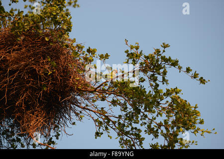 Eine wilde Quäker Papagei - Myiopsitta Monachus - in der Nähe von seinem Nest. Juana Diaz, Puerto Rico. Karibik-Insel. Territorium der USA. Stockfoto