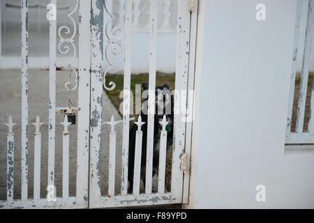 Ein Köter Hund hinter einem Fance in einem einkommensschwachen Viertel in der Stadt von Juana Diaz, Puerto Rico. Karibik-Insel. Territorium der USA. Stockfoto