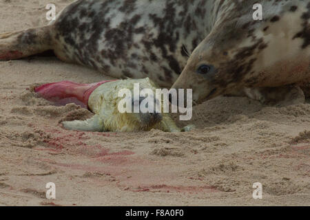 Neugeborenen Dichtung und Mutter auf Horsey Beach-Norfolk Stockfoto