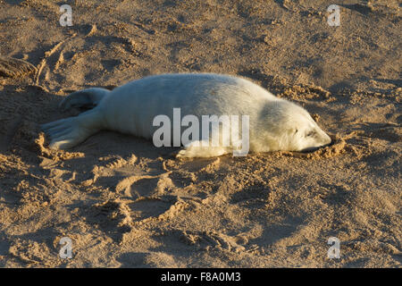 Baby Kegelrobben auf Pferdchen Beach-Norfolk. Stockfoto