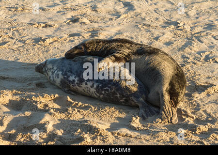 Graue Dichtungen Paarung auf Horsey Beach-Norfolk. Stockfoto