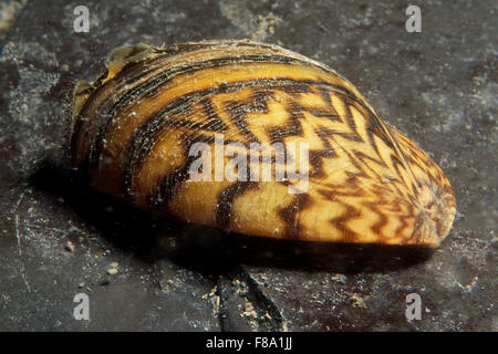 Dreikantmuscheln sind eine invasive Arten, die versehentlich auf zahlreiche Bereiche, einschließlich der St. Lawrence River eingeführt wurde. Stockfoto