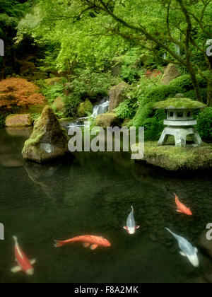 Koi im Teich mit japanische Laterne und Wasserfällen. Japanische Gärten. Portland, Oregon Stockfoto
