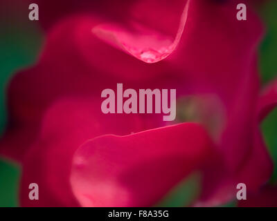 Nahaufnahme von Candyland rote Rose. Portland Rose Test Gardens. Portland, Oregon Stockfoto