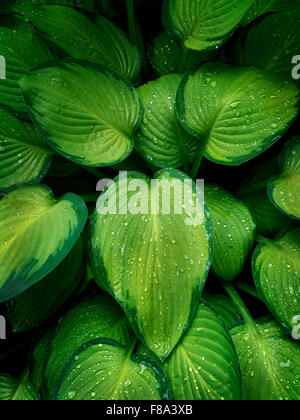 Nahaufnahme von Hosta Pflanze mit Regentropfen. Schrieners Iris Gardens. Oregon Stockfoto