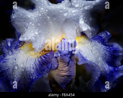 Nahaufnahme des blauen Parfait Iris mit Regentropfen. Schrieners Iris Gardens. Oregon Stockfoto