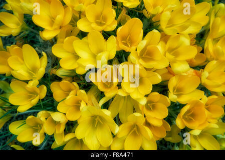 Nahaufnahme des gelben Krokusblüten. Oregon Stockfoto