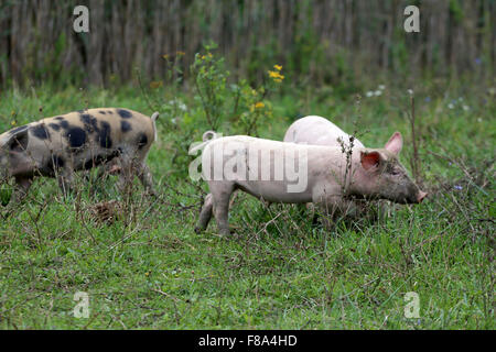 Ferkel im Bereich Sommer laufen Stockfoto