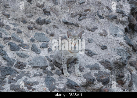 Cat Feral, Blick auf einen grauen streunenden Katze unter den Ruinen der antiken römischen Theater (Teatro Antico) in Catania, Sizilien. Stockfoto