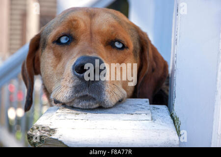 Hund ruht das Kinn auf eine Outdoor-Treppe-Post. [Eigenschaft veröffentlicht] Stockfoto