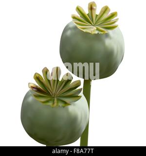 Eingestellt von Poppy grüne Kapsel auf weißem Hintergrund Stock Vektor