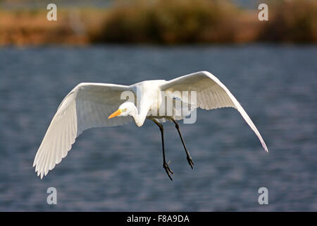 Großer Egret fliegenden, front Ansicht Stockfoto