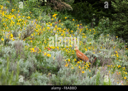 Sandhill Kran in das Maultier Ohr Wildblumen, Bridger-Teton National Forest, Wyoming Stockfoto