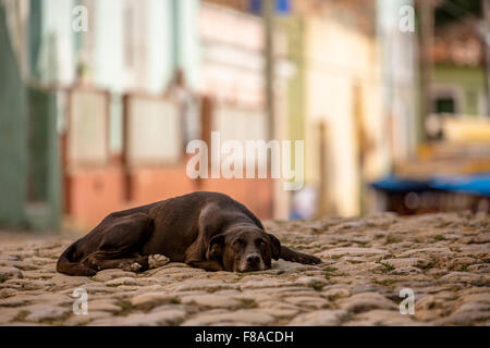 Straßenszene mit schlafen braune Hund in der alten Stadt von Trinidad, Trinidad, Bürgersteig, Trinidad, Kuba, Sancti Spíritus, Kuba Stockfoto
