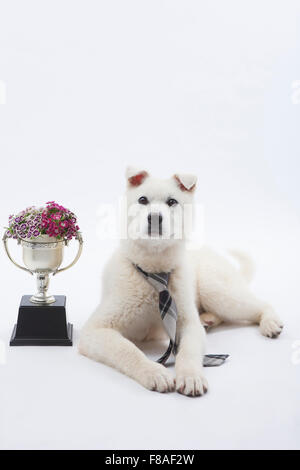 Weißen Hund liegen in eine Krawatte neben einer Trophäe Stockfoto