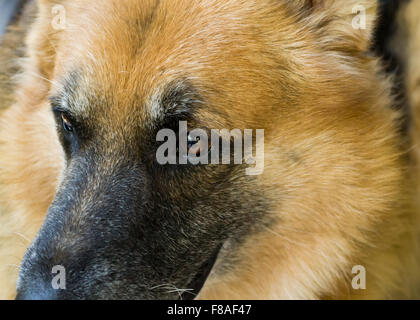 Nahaufnahme von einem alten Schäferhund Augen Stockfoto
