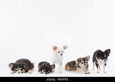 Weiße Chihuahua stehend in der Mitte anderen Chihuahuas Stockfoto