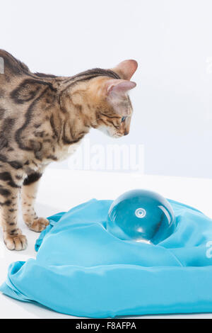 Bengal-Katze, Blick auf eine Kristall-Marmor auf Seidentuch Stockfoto