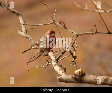 Männliche Haus Fink (Carpodacus Mexicanus), thront auf Ast Stockfoto