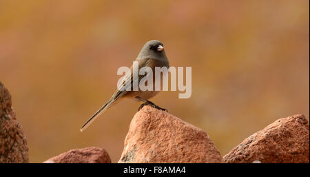 Dunkel-gemustertes Junco (Junco Hyemalis) auf roten Felsen thront Stockfoto