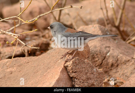 Dunkle Augen Junco (Junco Hyemalis) thront auf roten Felsen Stockfoto