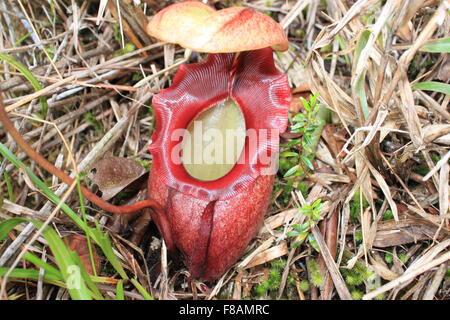 Kannenpflanze (Nepenthes Rajah) Stockfoto