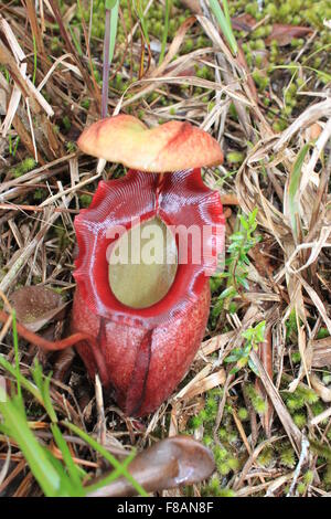 Kannenpflanze (Nepenthes Rajah) Stockfoto